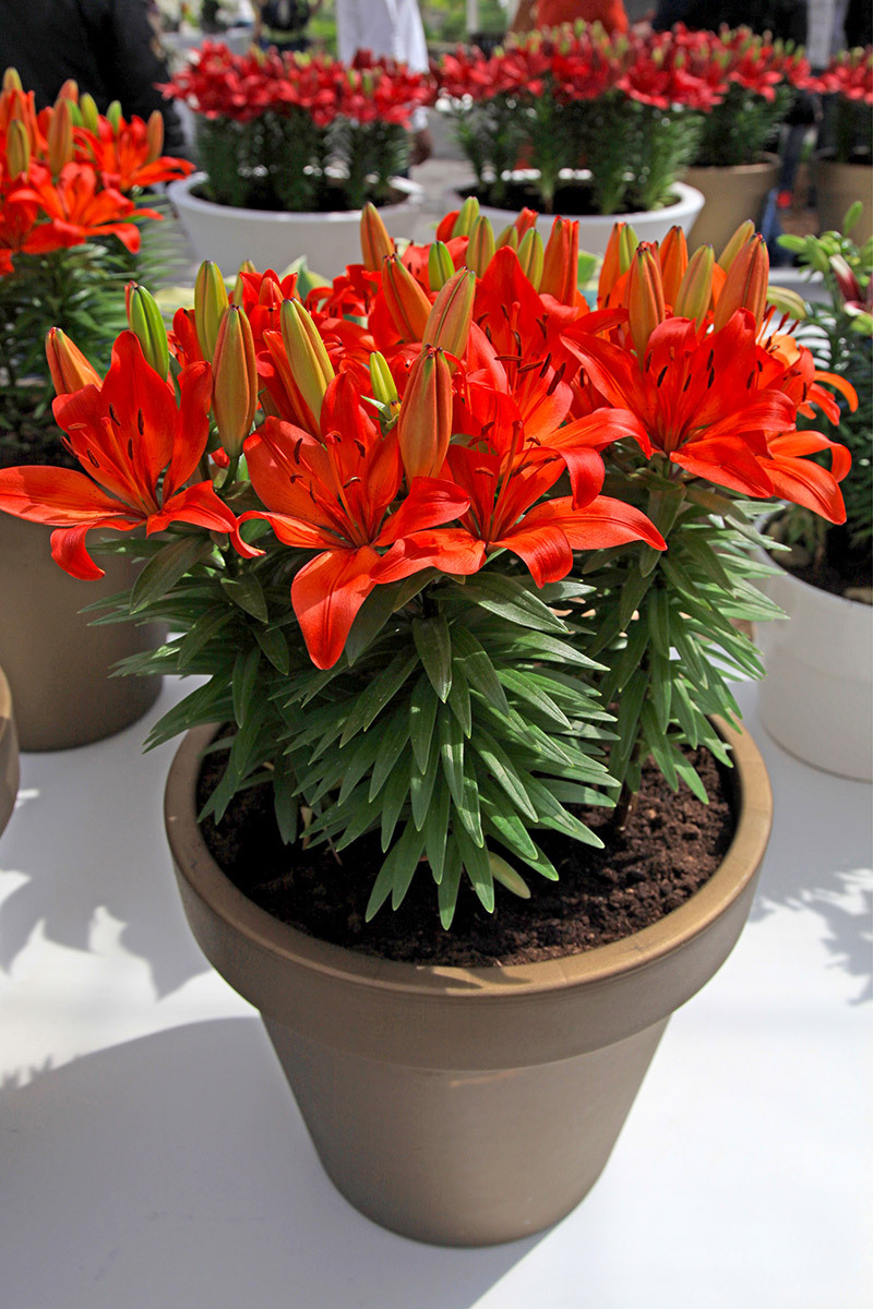 flower display bouquets